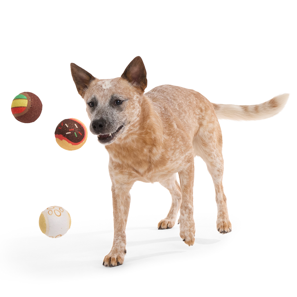 Ballscoti Cookies Plush Multi-Part Fetch Dog Toy