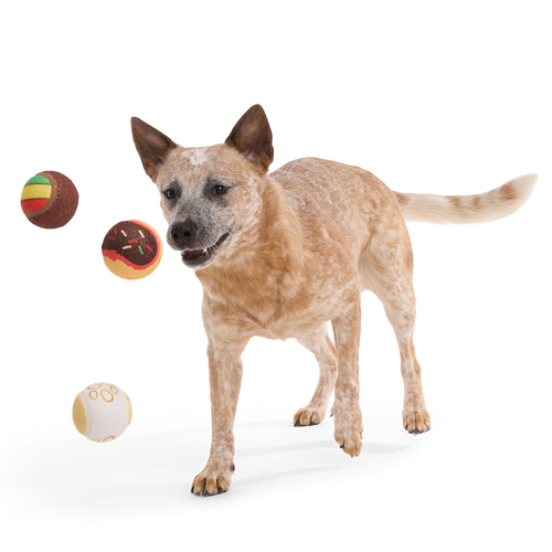 Ballscoti Cookies Plush Multi-Part Fetch Dog Toy
