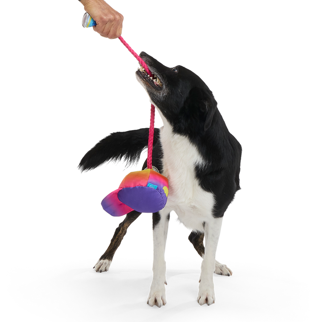 Chug n' Tug Hat Plush Dog Toy