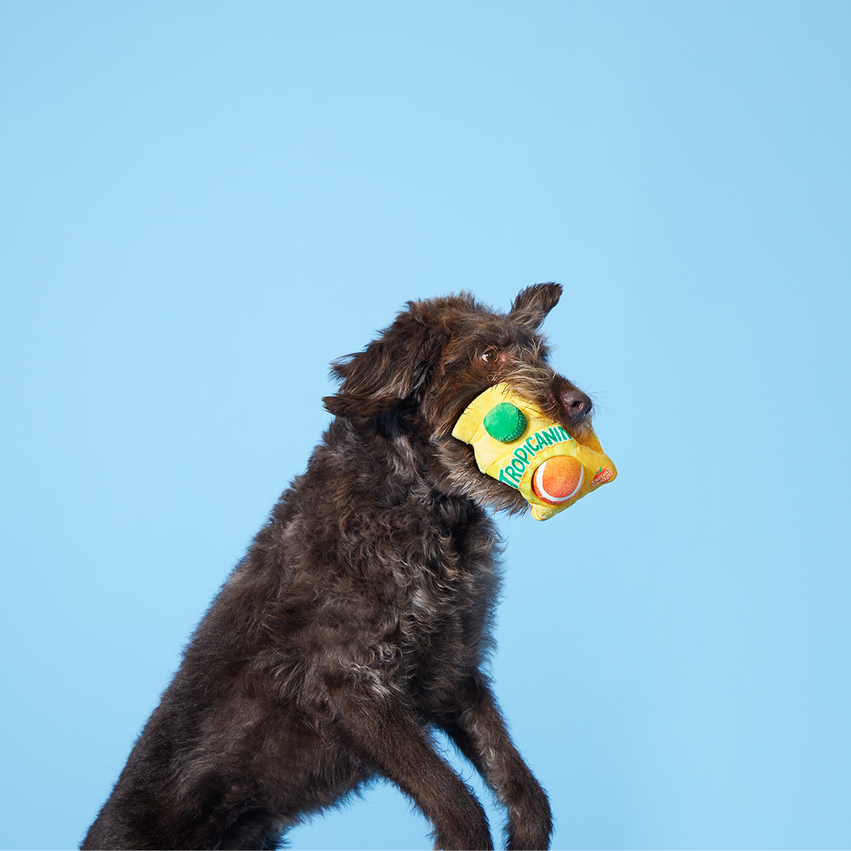 Fresh Squeaked OJ Plush Multi-Part + Enrichment + Fetch Dog Toy