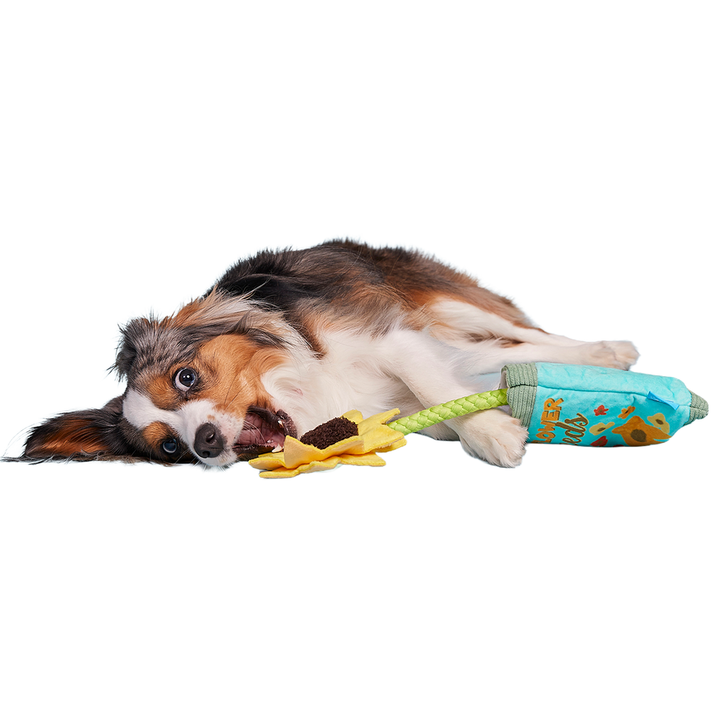 Funflower Seeds Plush Tug Dog Toy