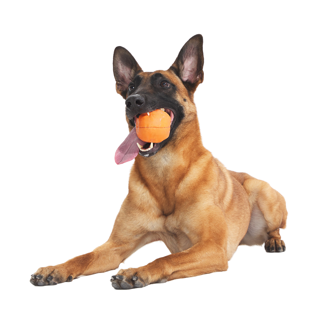 Orange Crush Super Chewer Durable 2-in-1 + Fetch Dog Toy