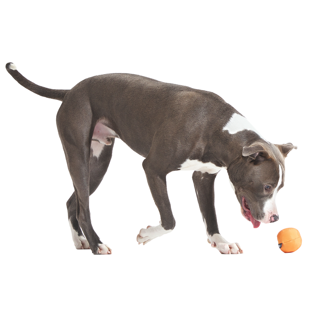 Orange Crush Super Chewer Durable 2-in-1 + Fetch Dog Toy