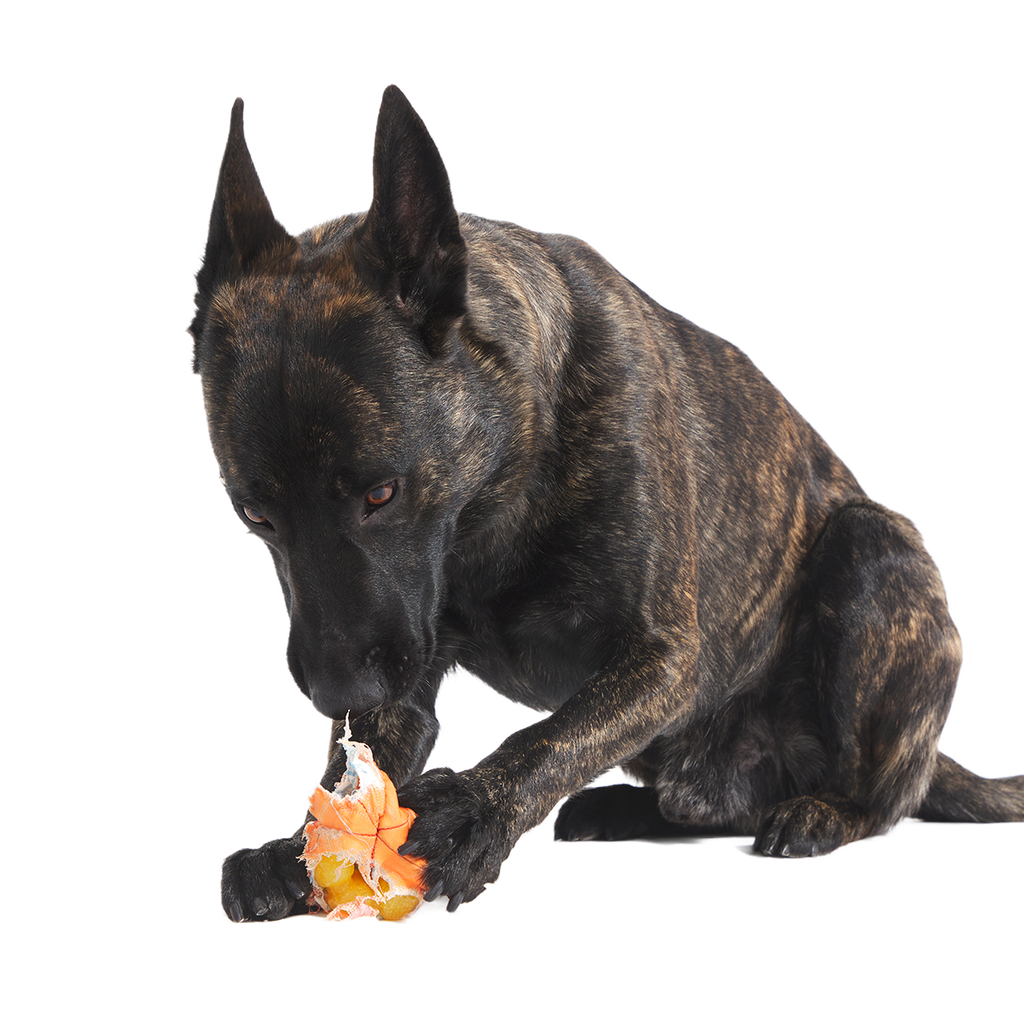 Orange Crush Super Chewer Durable 2-in-1 + Fetch Dog Toy