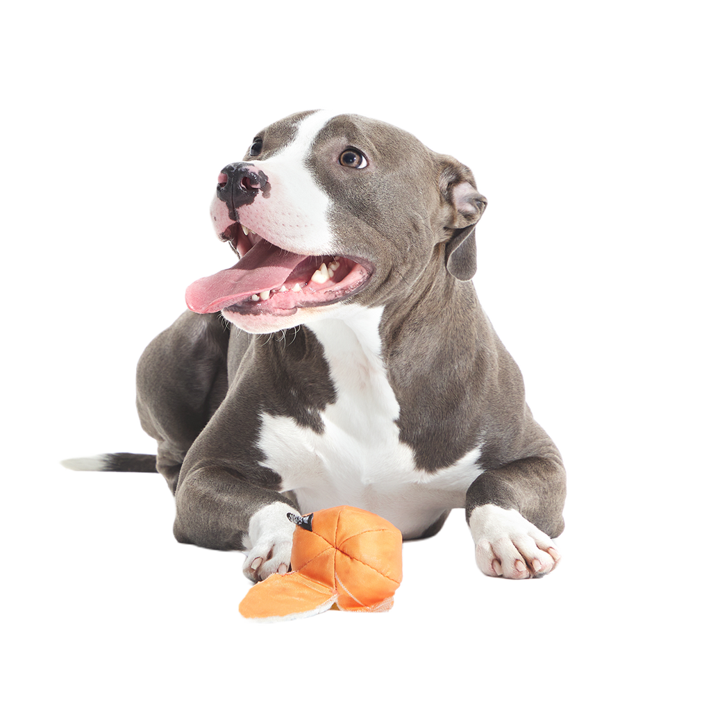 Orange Crush Super Chewer Durable 2-in-1 + Fetch Dog Toy
