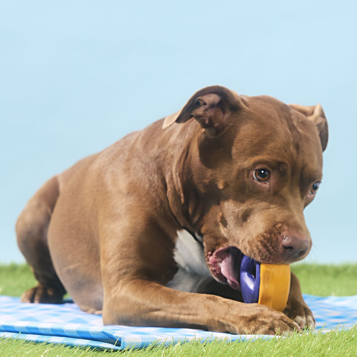 Blueberry Pie Super Chewer Durable Enrichment Dog Toy
