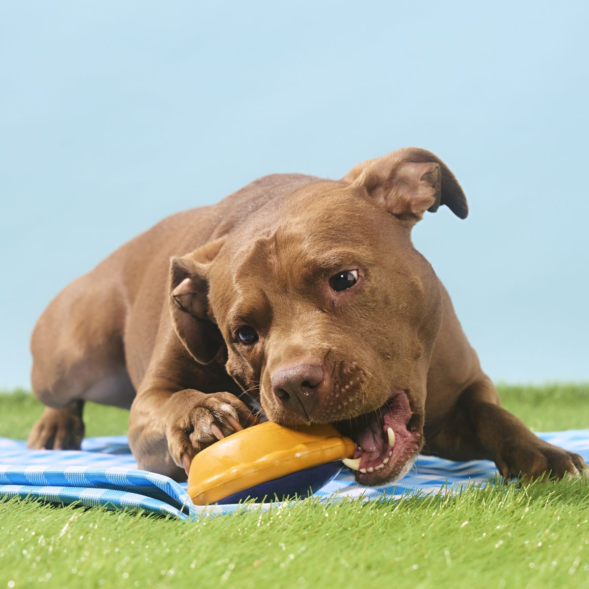 Blueberry Pie Super Chewer Durable Enrichment Dog Toy