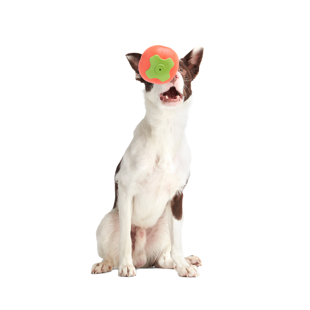 Tomato Tomutto Super Chewer Durable Fetch Dog Toy