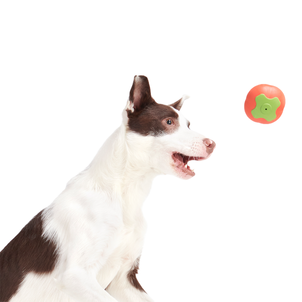 Tomato Tomutto Super Chewer Durable Fetch Dog Toy