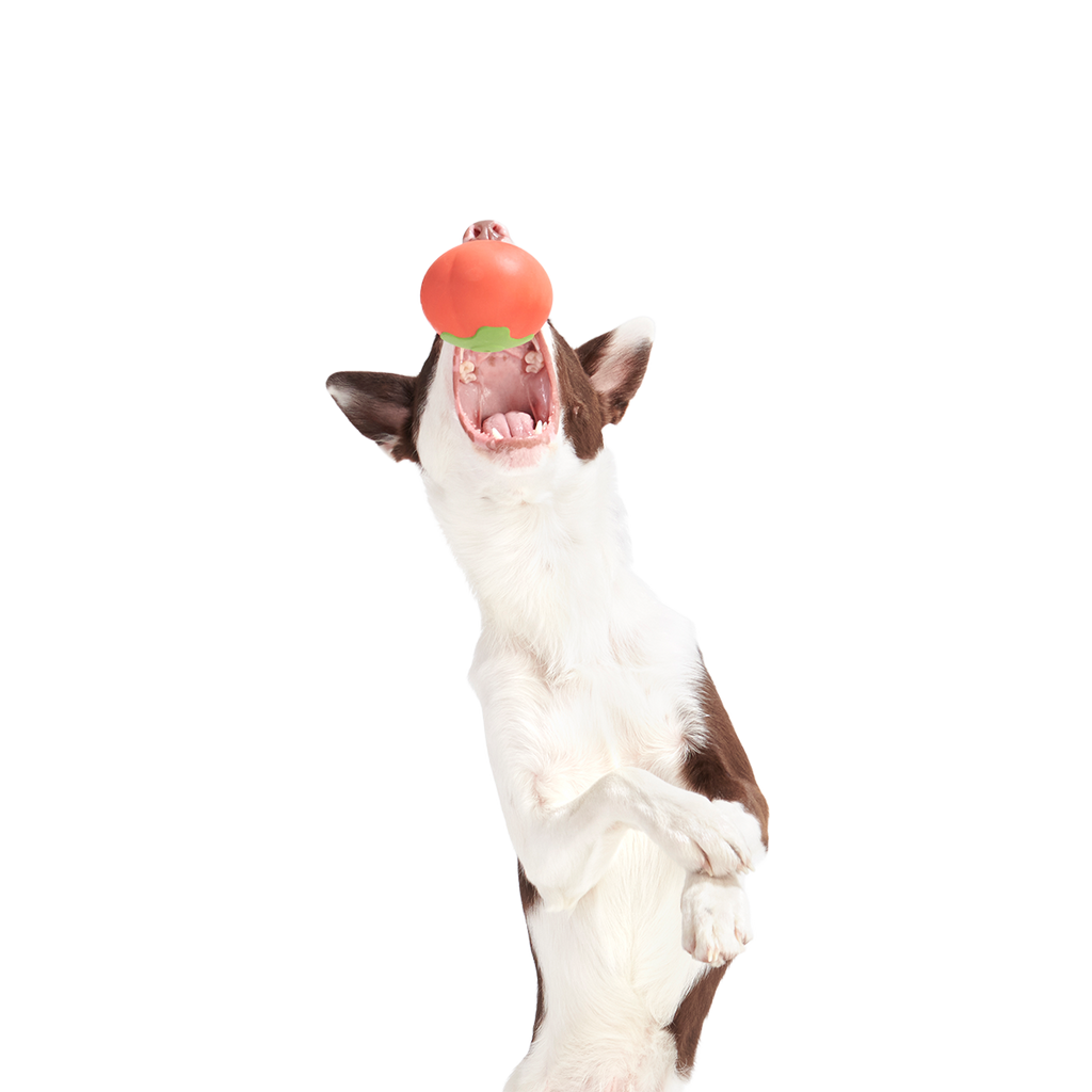 Tomato Tomutto Super Chewer Durable Fetch Dog Toy