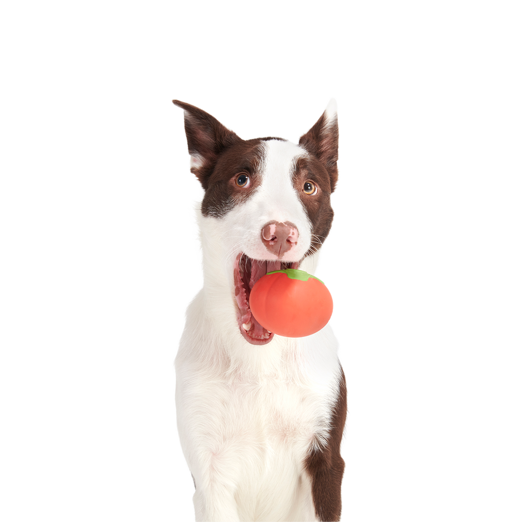 Tomato Tomutto Super Chewer Durable Fetch Dog Toy